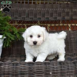 Pierre, Bichon Frise Puppy